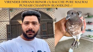 VIRENDER DIWANJI BIJNOR (3) BACCHE PURE MALWAI PUNJABI CHAMPION BLOODLINE-//￼