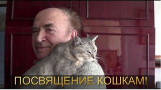 Посвящение кошкам!