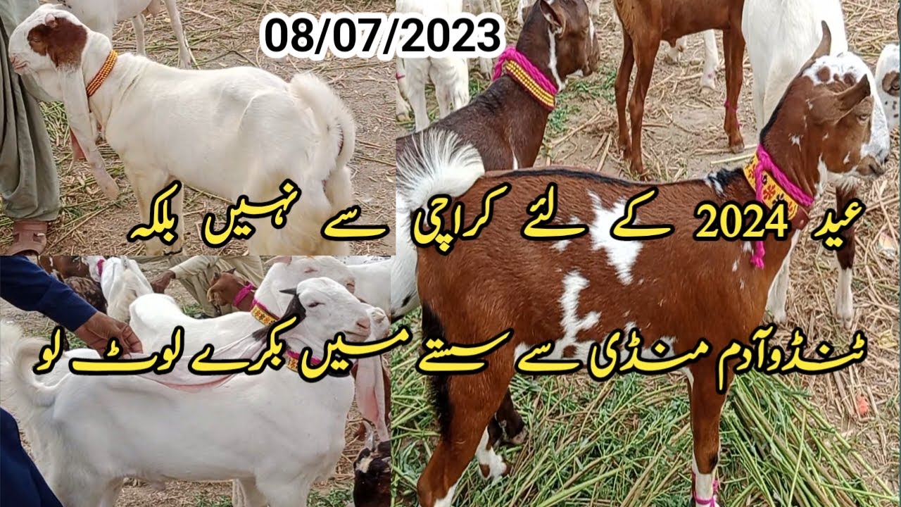 bakra eid 2024 ki first mandi Tandoadam mandi Update Rate updates