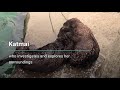 Meet Katmai | Sea Otters | Vancouver Aquarium