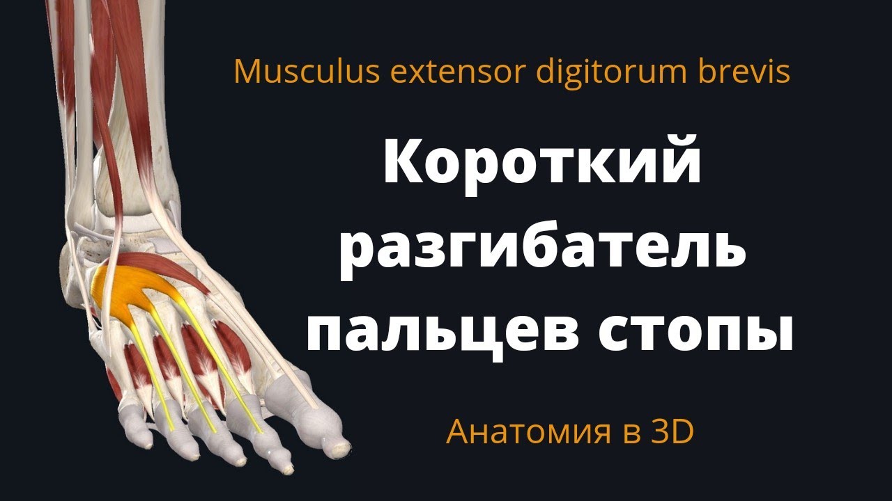 Короткий разгибатель пальцев стопы. Musculus extensor digitorum brevis ...