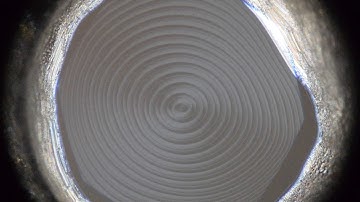 Smectic film with disclinations