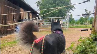 Husky sieht Fohlen 💙 | 🐺 Husky Goraidh 🐾