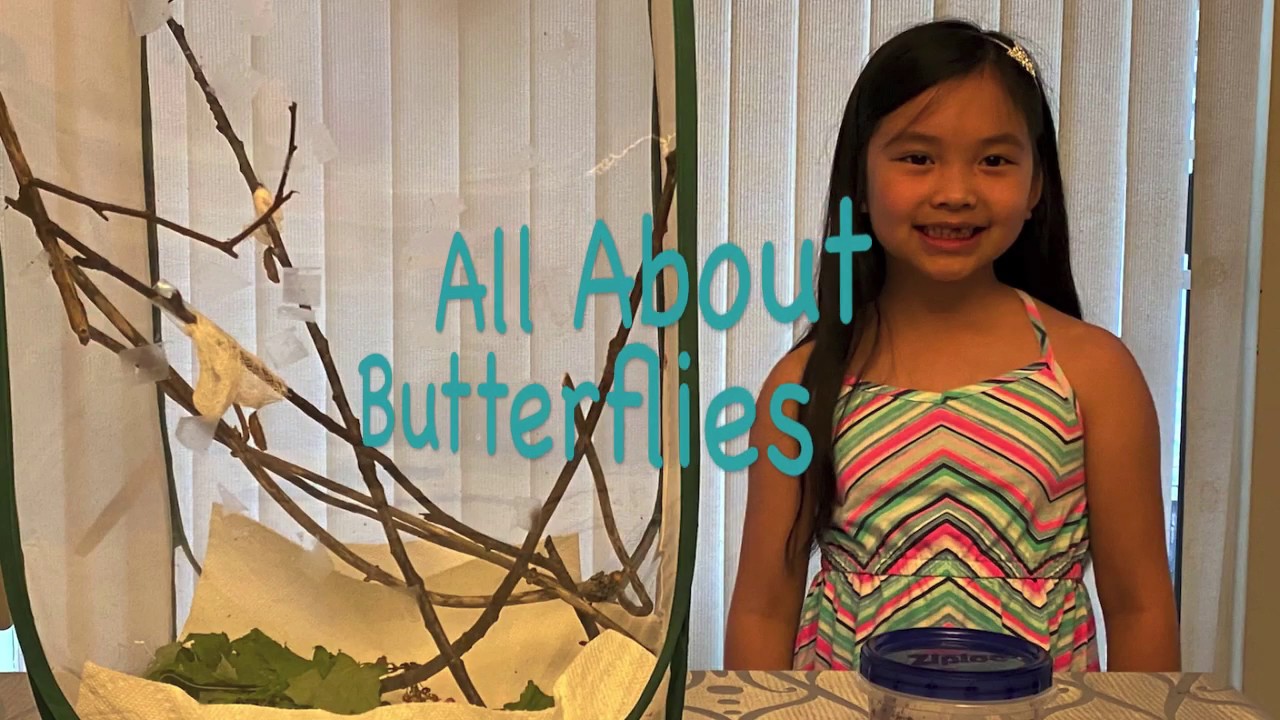 All About Butterflies Episode 1 YouTube