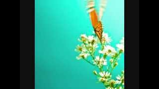 Clifton David Broadbridge / Eddie Kramer - Butterfly