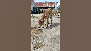 Sapi Moo, Suara Sapi, Sapi Lucu, Sapi Jumbo, Sapi Brahman #sapi #lembu #kurban #cow #conbò