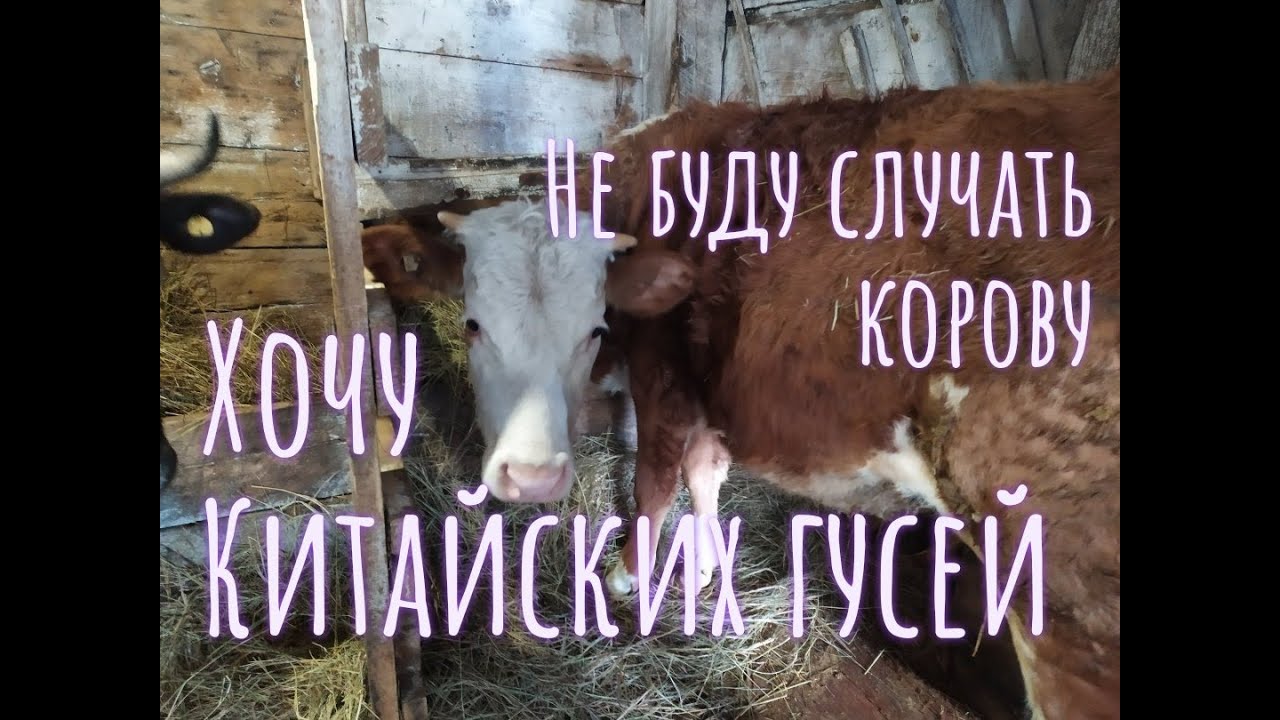 ОПЯТЬ ОКОТ// НЕ ХОЧУ СЛУЧАТЬ КОРОВУ// КИТАЙСКИЕ ГУСИ// СЕЛЬСКАЯ РУТИНА ...