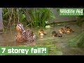 Cute ducklings saved from TERRIFYING 7 storey fall!