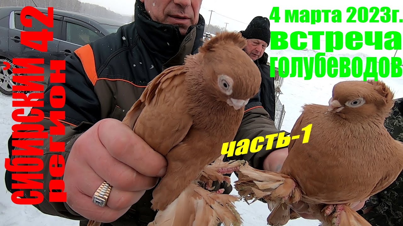 Ярмарка голубей в 2025 году. Ярмарка голубей в 2025 году