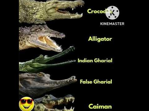 Difference between Crocodile,Alligator,Gharial and Caiman through