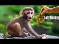 Amazing Baby Monkey Playing And Eating Fruits | Baby Cute Monkey Smart 2021