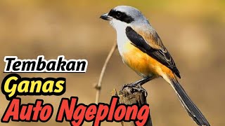 Terapi Burung Pentet Biar Rajin Bunyi, Relaxing Water Stream Soundscape