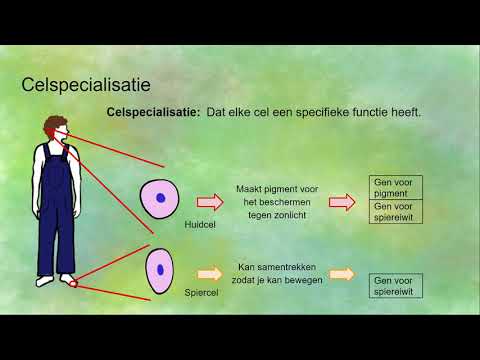 Video: Verschil Tussen Celbepaling En Celdifferentiatie