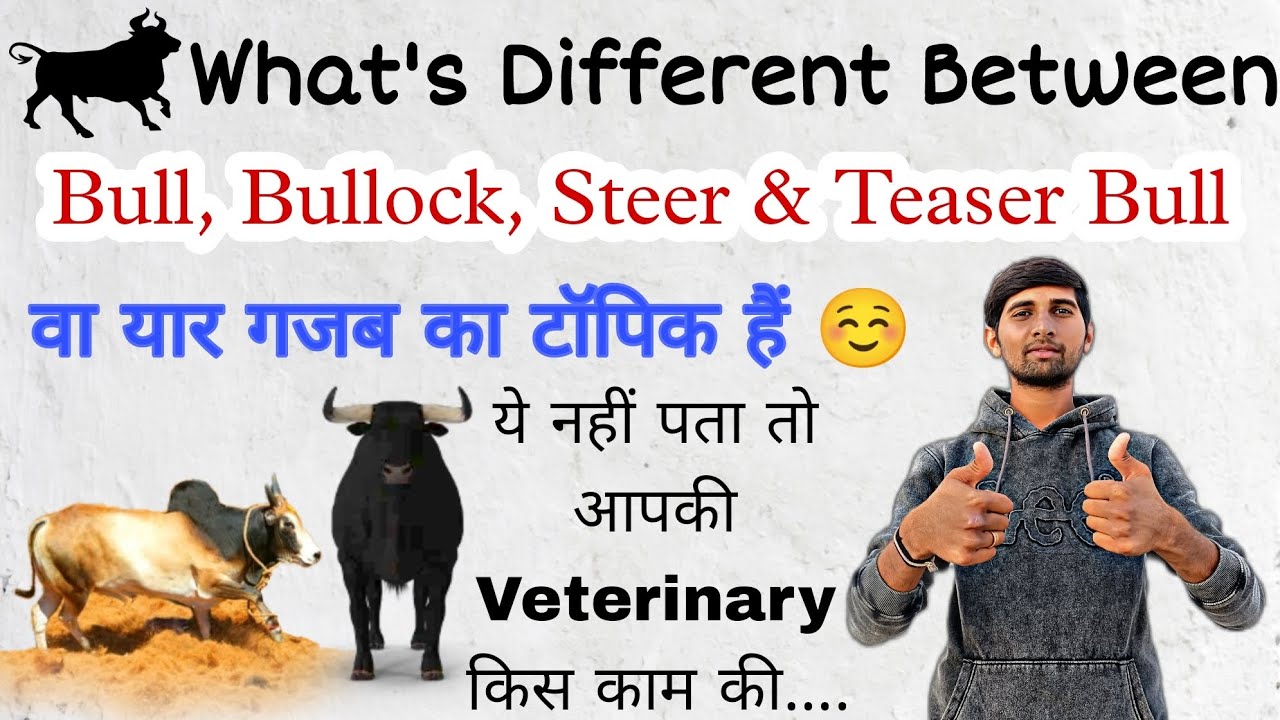 What s Different Between Bull Bullock Steer Teaser Bull what-s-different-between-bull-bullock-steer-teaser-bull