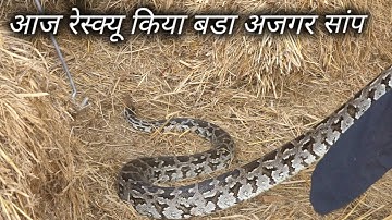 आज मिला बडा अजगर सांप | Today Rescue indian rock python from MIDC Area Ahmednagar