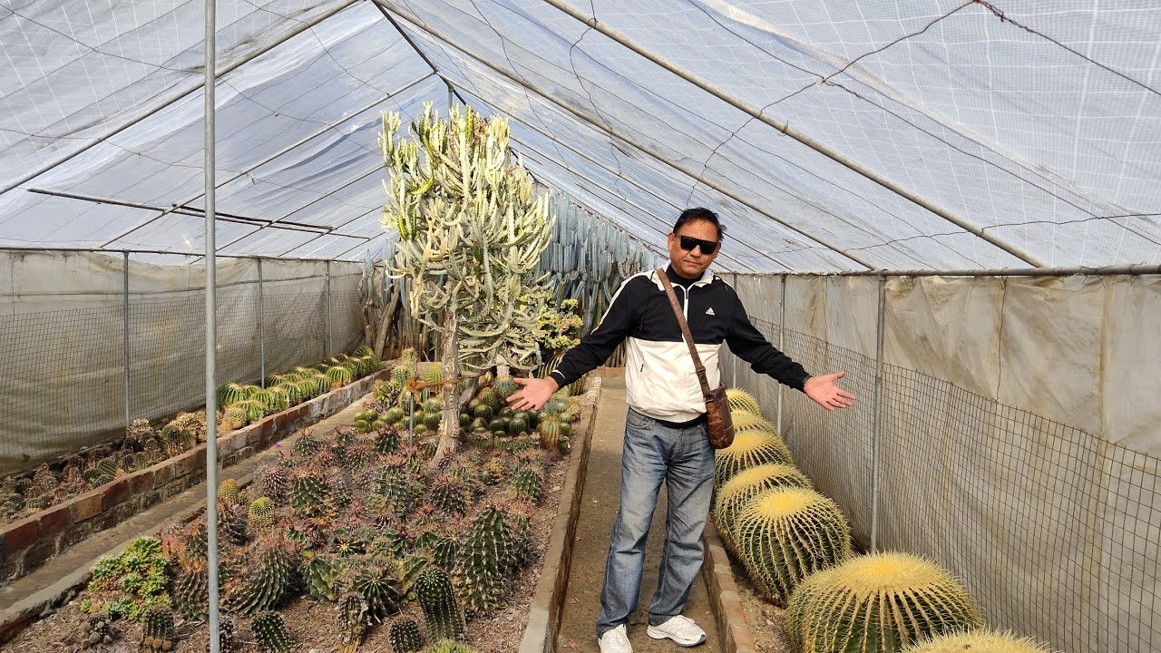 सबै भन्दा ठूलो क्याकटस् , कालेबुङको योठाउँमा@anandtamang8144 