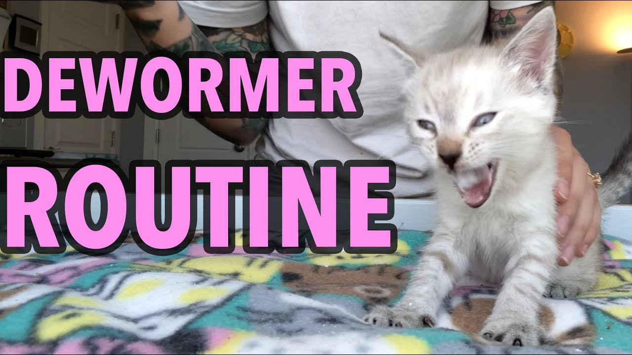 Deworming My Foster Kittens Youtube