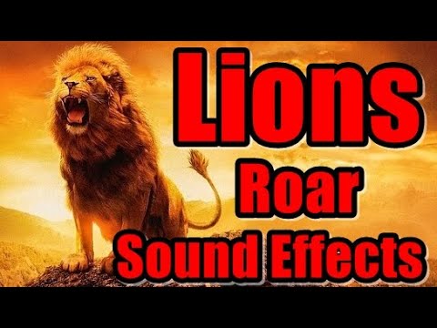 How A #Lion #Roars - Sound Effect - #Animation #LionVideo #forKids