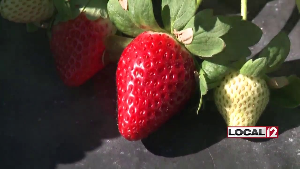 New study shows strawberries help prevent diabetes YouTube