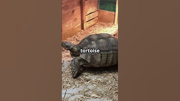 Who Wins? The Epic Rabbit and Tortoise Race
