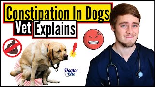 Why Is My Dog Struggling To Poop? | Constipation In Dogs | Veterinarian Explains | Dogtor Pete