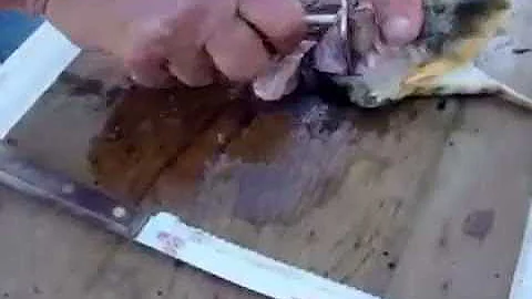 Cleaning Northern Puffers or Blow Fish - Toad Tool...