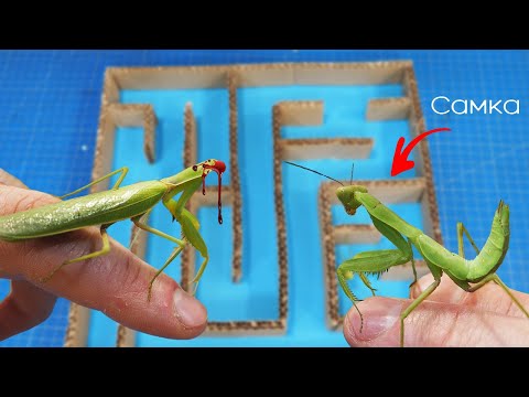What If A Male And A Female Praying Mantis Find Themselves In The Same LABYRINTH...