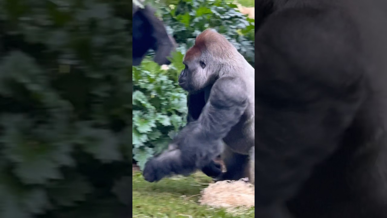 Tiger vs gorilla who would win? 