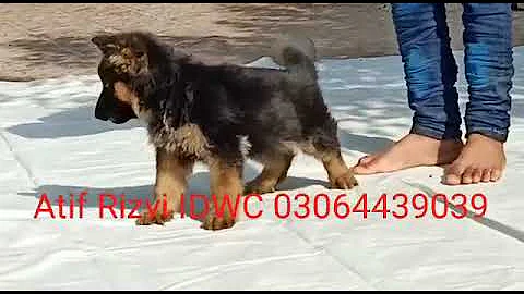 Dogs are crazily in love with humans   Atif Rizvi
