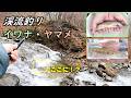 イワナ・ヤマメが釣れた～【渓流釣り】長野県松本市