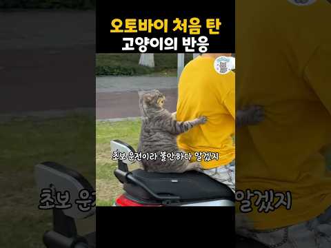 오토바이 처음 탄 고양이의 반응 #더빙농장 #동물더빙 #dubbingfarm #funnyanimals #고양이 #오토바이 thumbnail