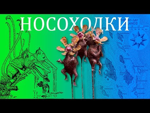 Формы и жизнь ринограденций