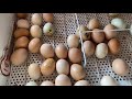 Ovos frescos e “galinha choca”