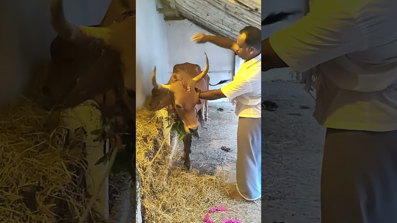 இனிய மாட்டுப்பொங்கல் நல்வாழ்த்துக்கள் வாழ்க வையகம் வாழ்க வளமுடன்