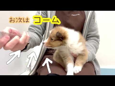 【シェットランドシープドッグ】シェルティちゃんのお手入れ(ブラッシング)トレーニング！