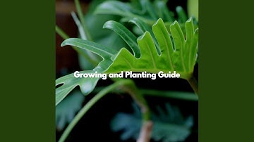 Pulsating Moods for Brainy Time