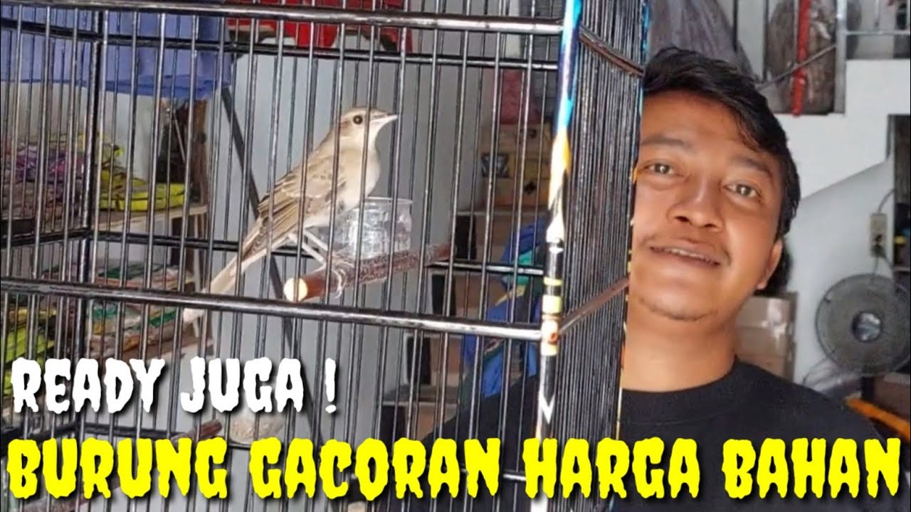 BUKAN OMON2 BOSQU ! BURUNG REAL GACORR DEPAN KAMERA, VOL GAK KALENG2