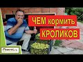 🐰Можно ли давать кролику пареную морковь? Воскресные посиделки. Макляк. Макрол.