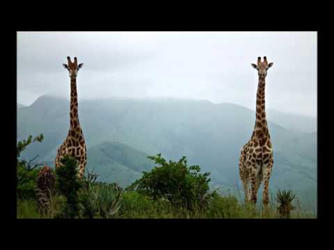 Stamen - I Wanna Feel