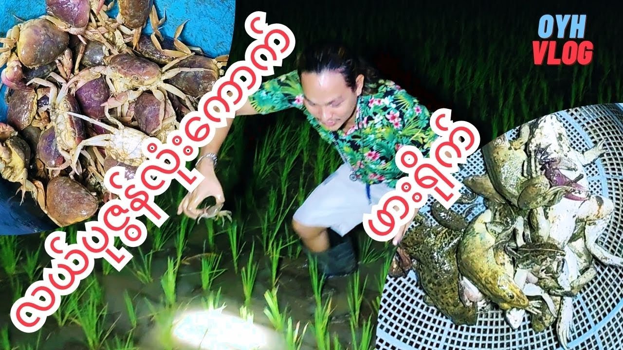 ညမှောင်မှောင်မှာ ဓာတ်မီးတွေနဲ့ လယ်ပုဇွန်လုံးကောက်ခြင်း နဲ့ ဖား​ရို​က်ထွက်ခြင်း (တောဓလေ့)