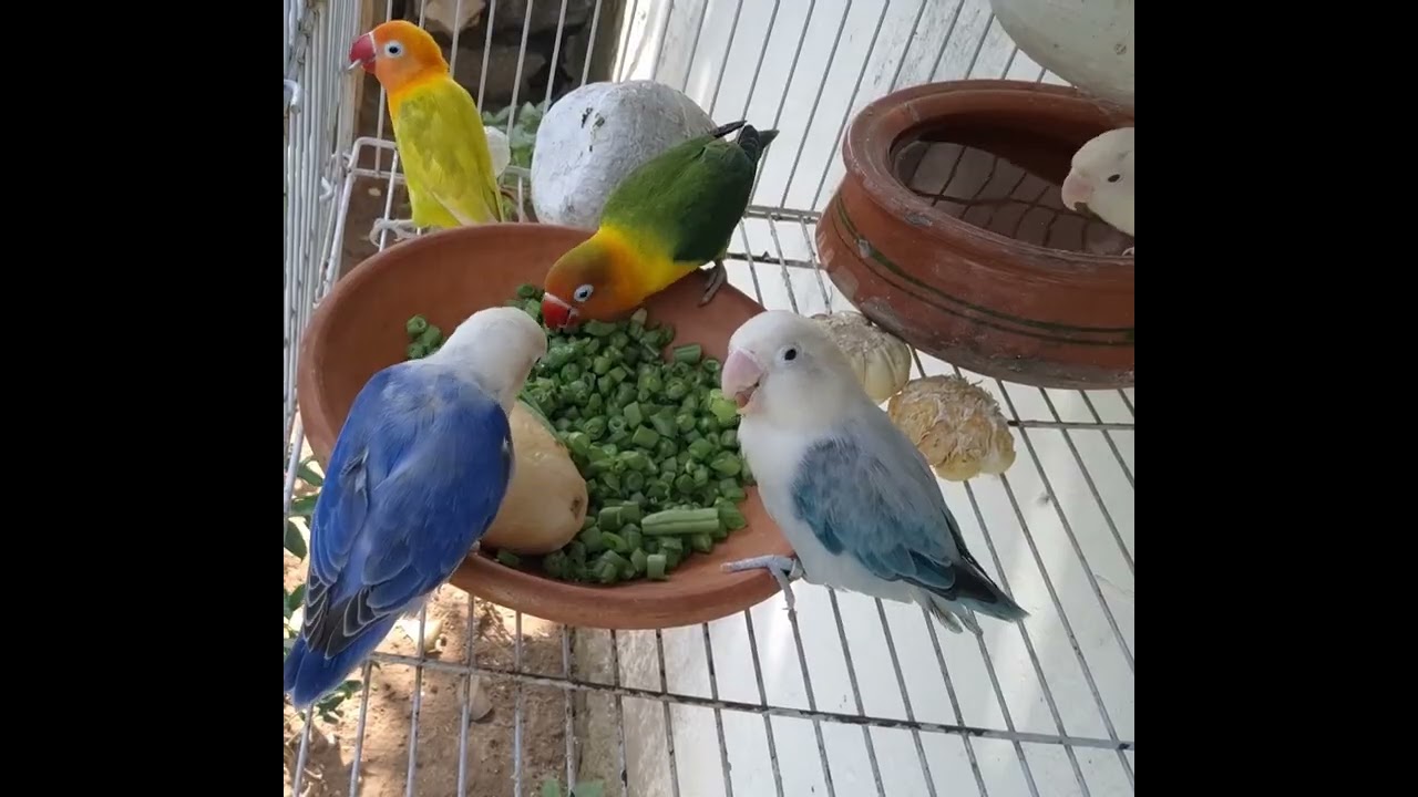  potato' green beans #birds    