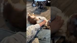 DOG😝￼