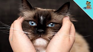 5 Zeichen, dass deine Katze dich WIRKLICH liebt (Überraschend)