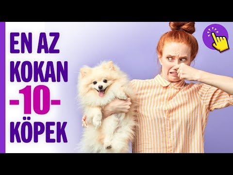 Video: En Az Havlayan 10 Köpek Irkı