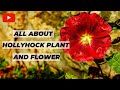 How to grow Hollyhock flowers & take care of them?