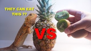 My Bearded Dragons VS Pineapple And Kiwi !!  Would They Like It?