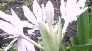 Download Lagu Biarkan bunga berkembang. Song by:Favourite group MP3