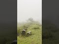 #ponmudi #kerala #rain #hill #tourism