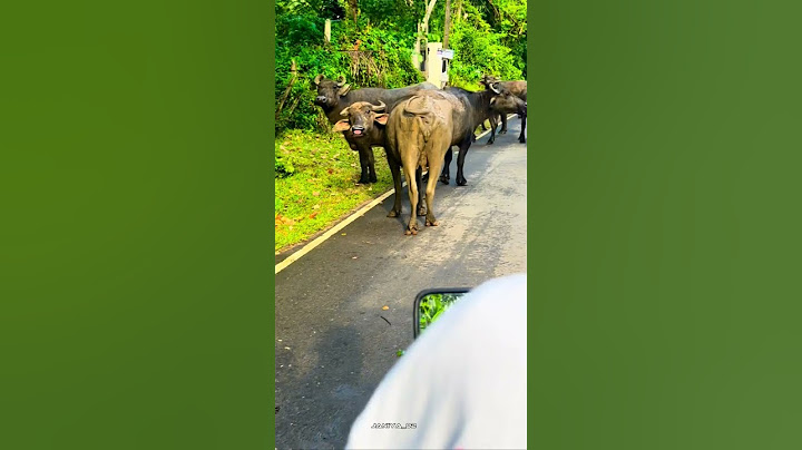 ඔන්න ඕක තමා ප්‍රශ්නේ.. 😅🤭#youtubeshorts #srilanka  #trendingshorts #srilankan
