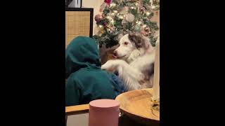 When you dog wants attention. #dog #foryou #fyp #funnydog #funny #cutedog